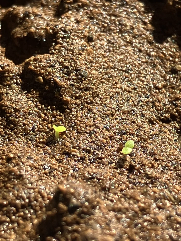 Echeveria subrigida (エケベリア サブリギダ)