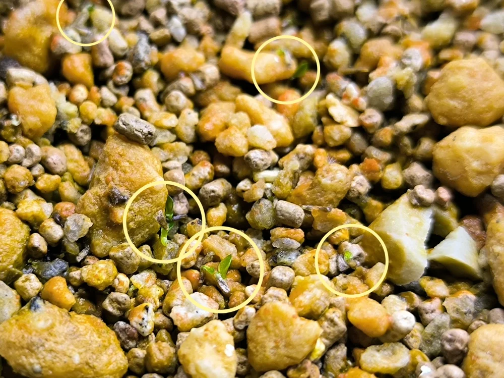 Xerophyta retinervis (ゼロフィタ レティネルビス)