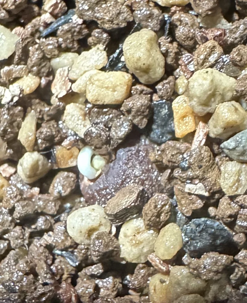 Operculicarya pachypus (オペルクリカリア パキプス)