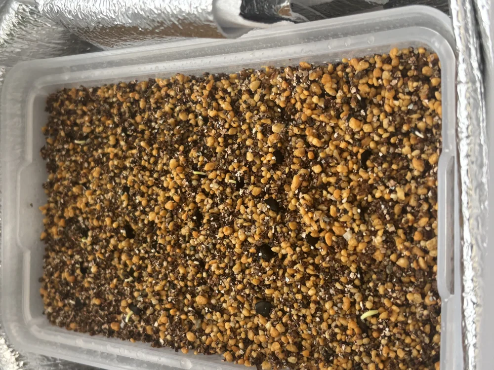 Agave shawii subsp. shawii (アガベ シャウィ)