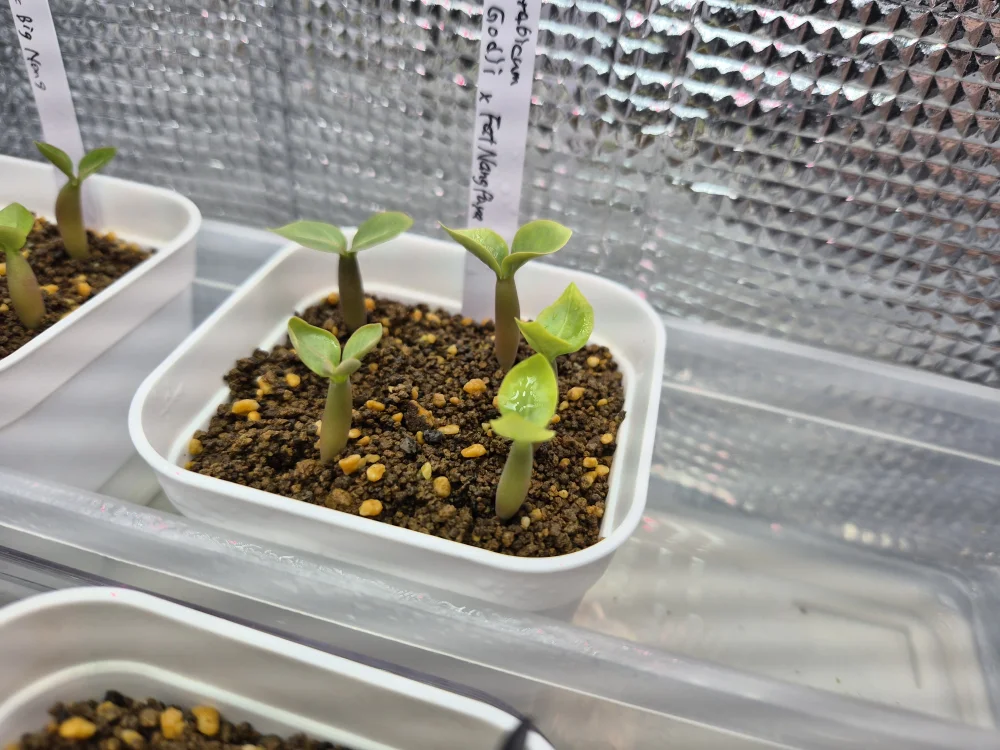 xFat Nang Paya (アデニウム ゴッジ)