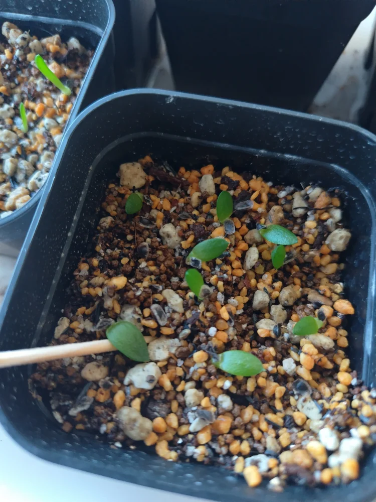 Aloe pretoriensis (アロエ プレトリエンシス)