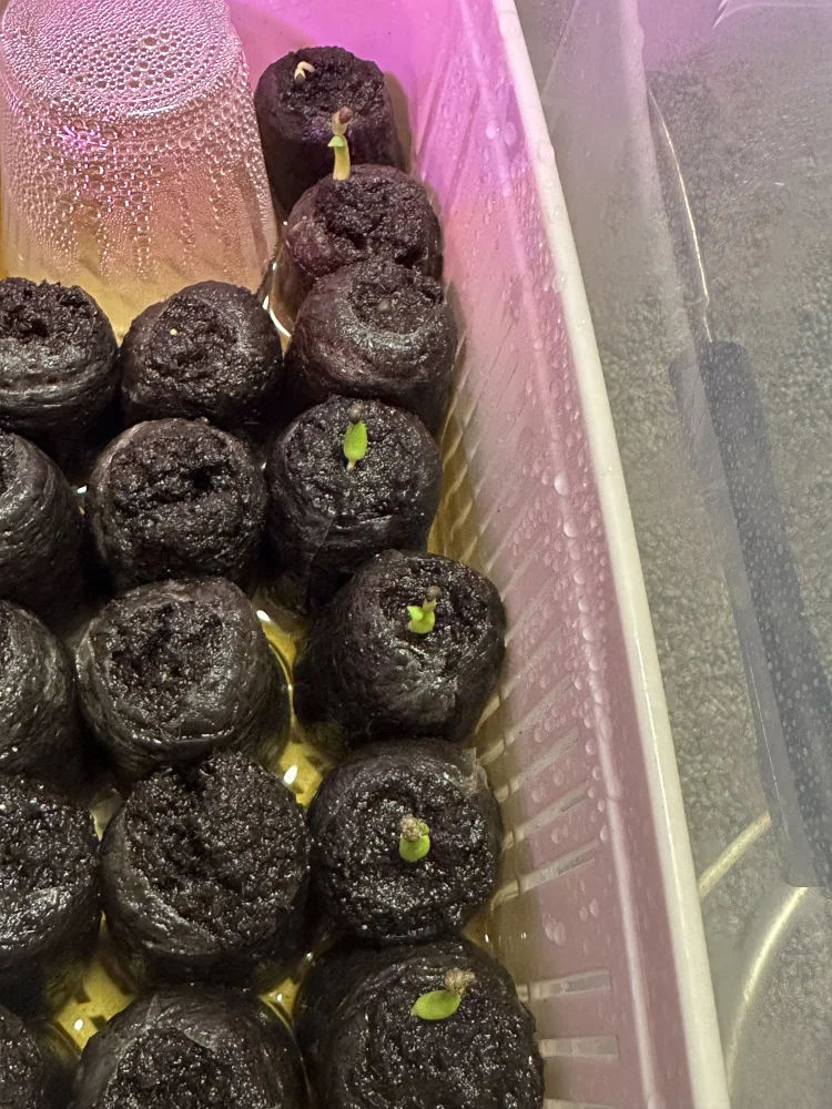 ユーフォルビア　オベサ