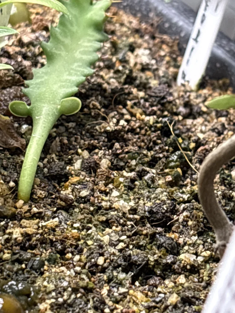 Euphorbia graniticola (ユーフォルビア グラニティコラ)