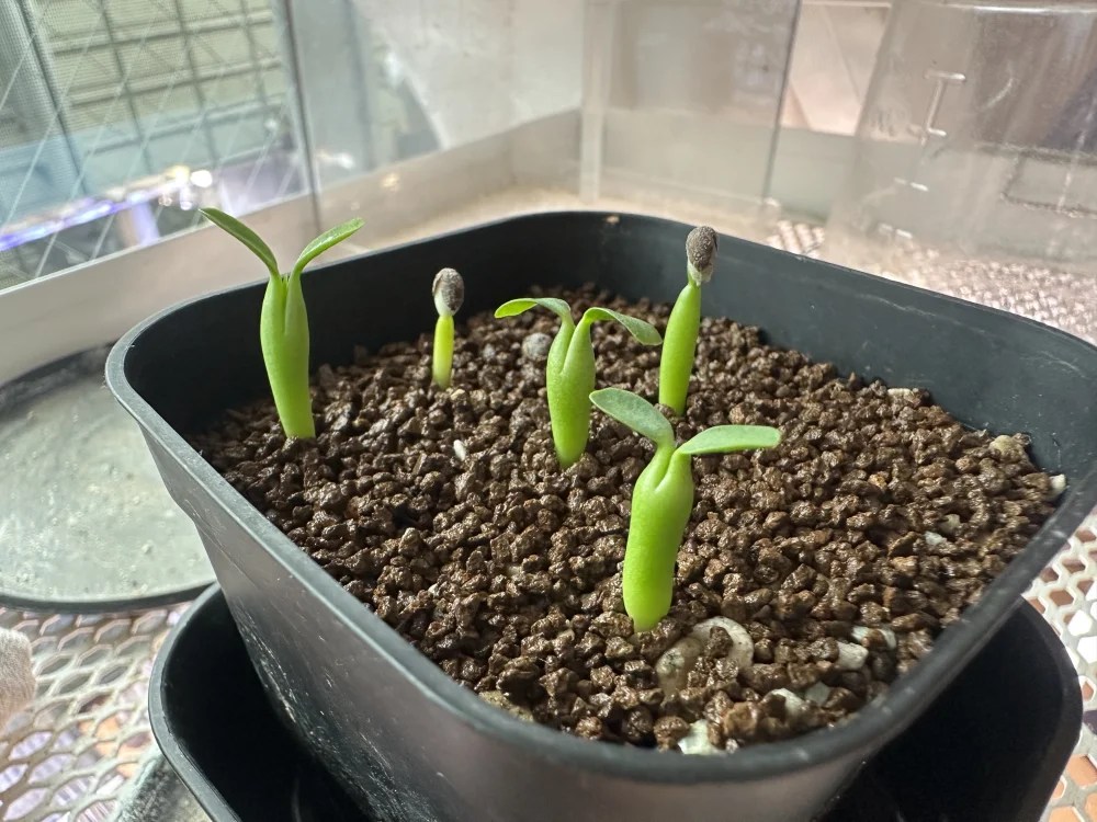 よく発芽してくれました
