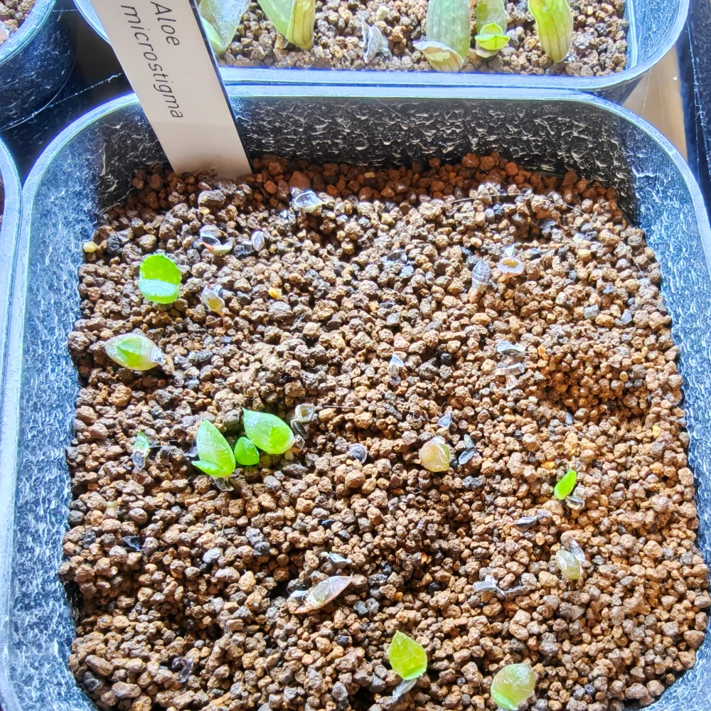 Aloe microstigma (アロエ ミクロスティグマ)
