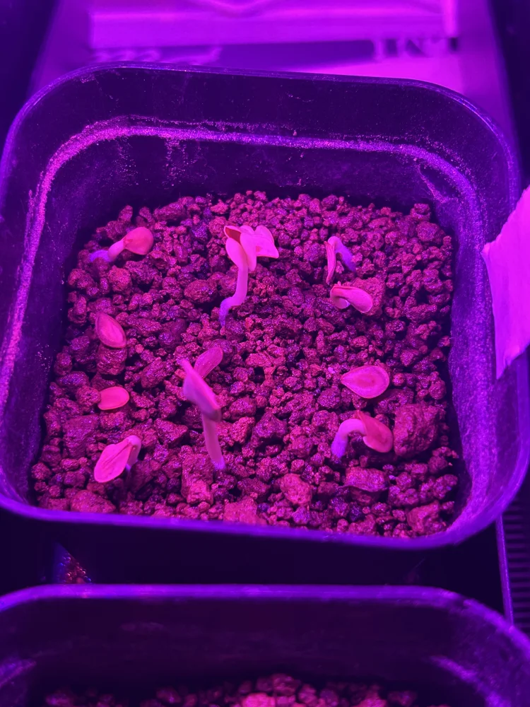 Pachypodium saundersii ([発芽チャレンジ 終了しました] パキポディウム サンデルシー 白馬城)