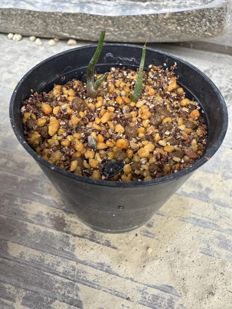 Agave seemanniana Pygmaea (アガベ ピグマエア)