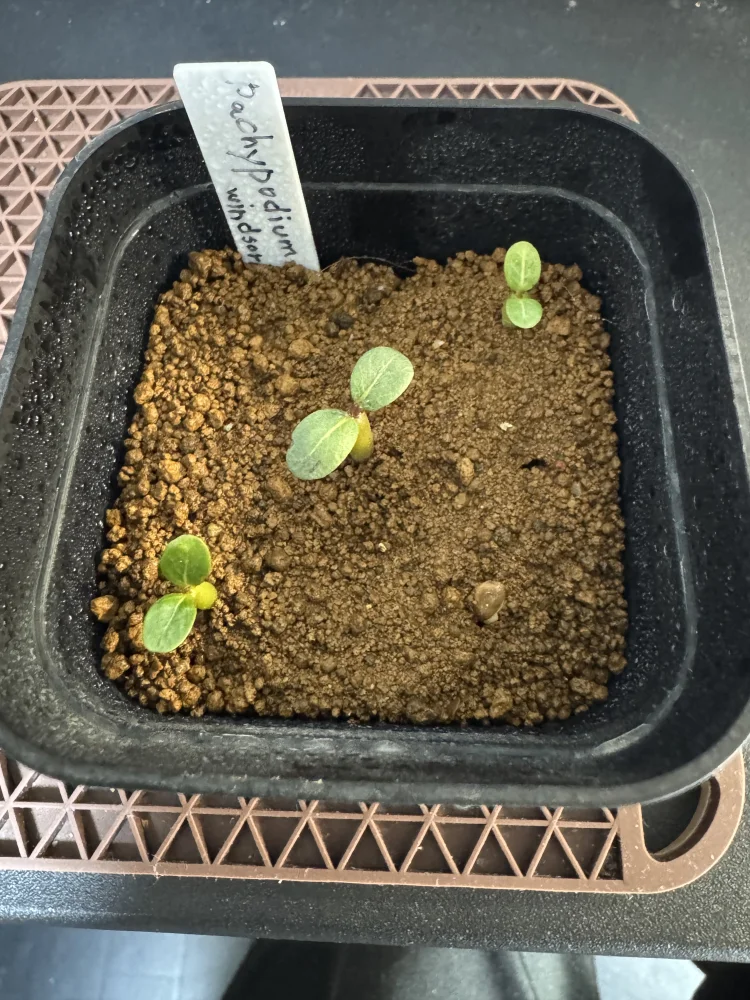 Pachypodium windsorii (パキポディウム ウィンゾリー)