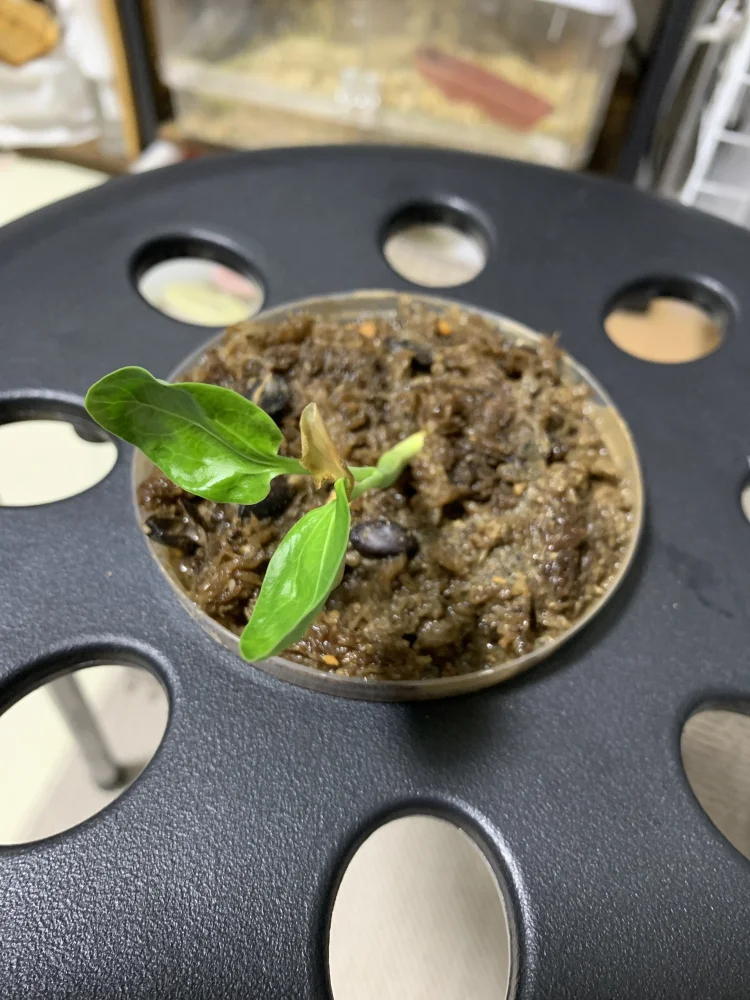 ヤトロファ ポダグリカ イエロー Jatropha podagrica yellow 'サンゴ油桐'｜塊根植物 コーデックス 実生