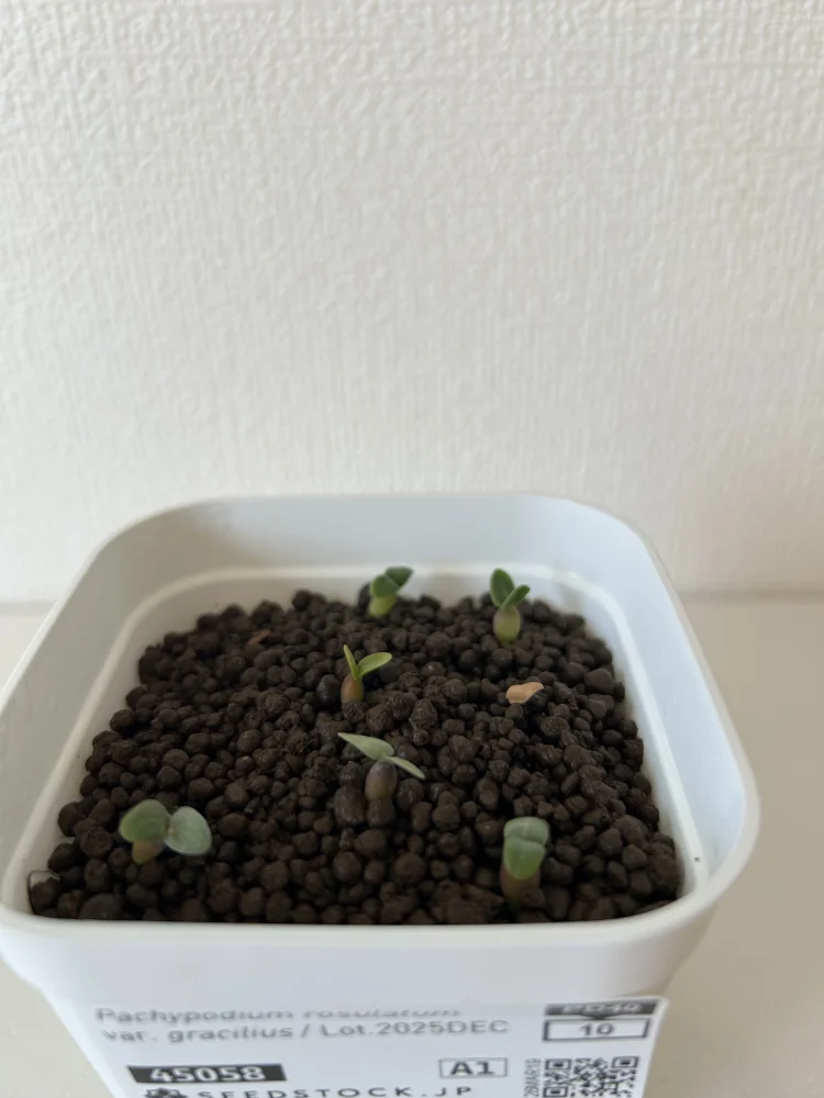 パキポディウム グラキリス Pachypodium rosulatum var. gracilius Lot.2025DEC