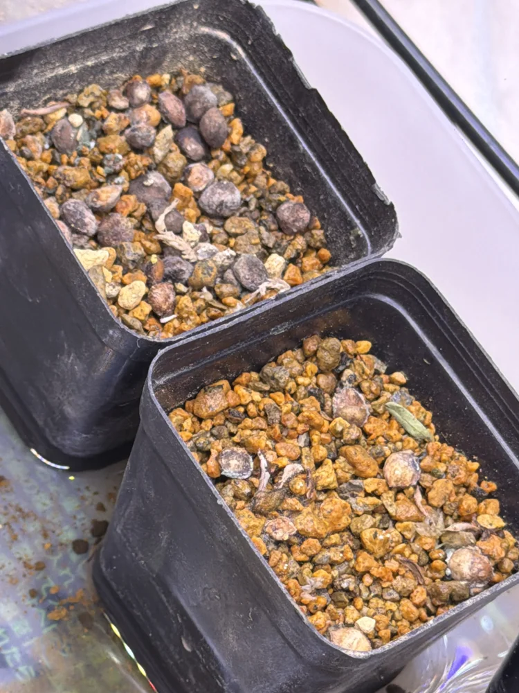 Commiphora monstruosa (コミフォラ モンストローサ)
