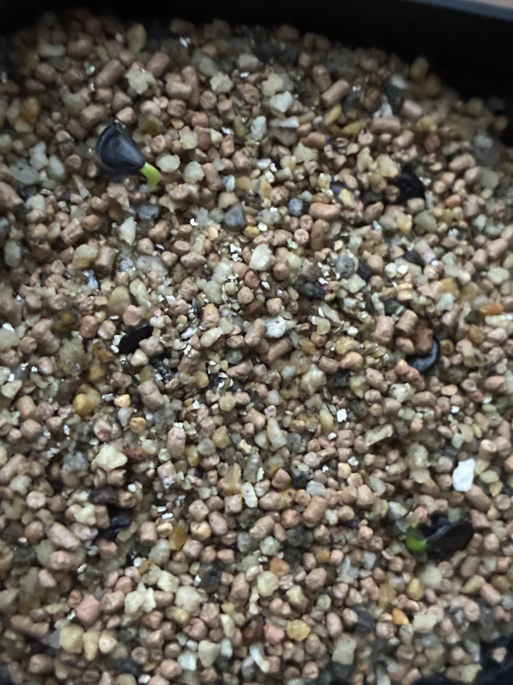 Agave seemanniana Pygmaea (アガベ ピグマエア)