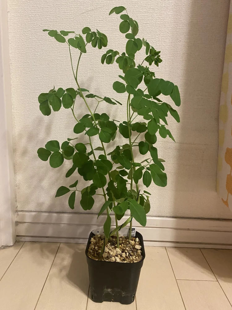 Moringa oleifera (モリンガ オレイフェラ)