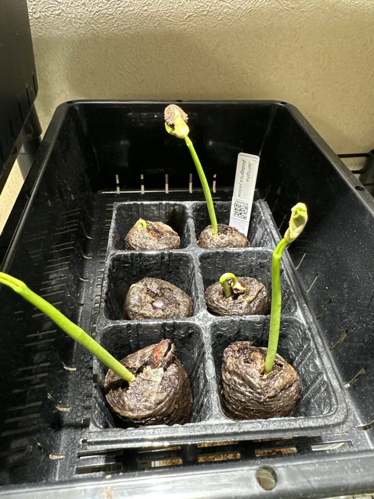 ヤトロファ ポダグリカ イエロー Jatropha podagrica yellow 'サンゴ油桐'｜塊根植物 コーデックス 実生