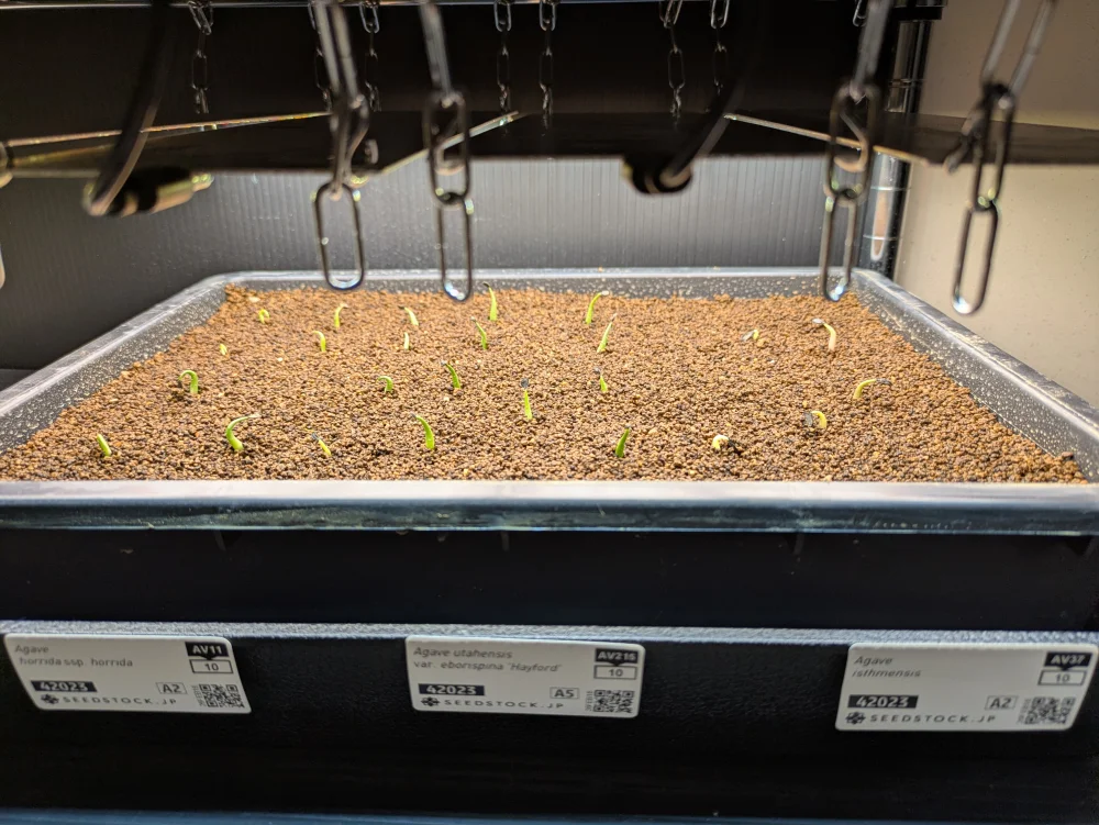 アガベ ホリダ Agave horrida ssp. horrida｜人気品種 鋸歯が魅力 初心者向け