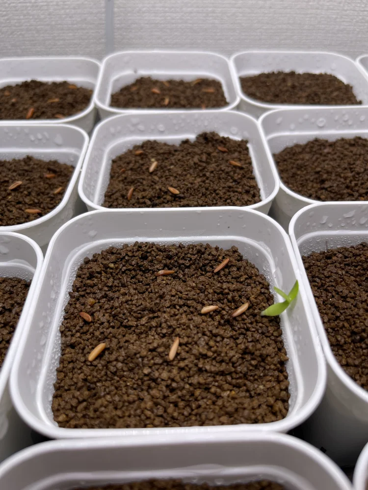 Pachypodium rosulatum ssp. cactipes (パキポディウム カクチペス)