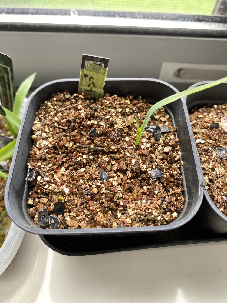 Yucca thompsoniana (ユッカ トンプソニアーナ)