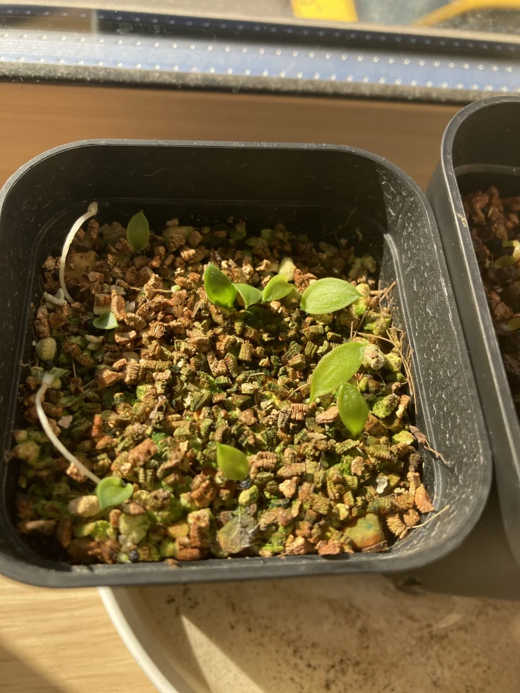 Massonia pustulata (マッソニア プスツラータ)