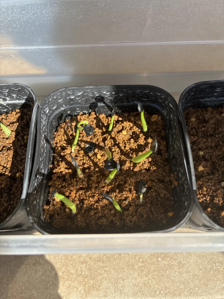 Agave parryi var. truncata (アガベ パリー トランカータ)