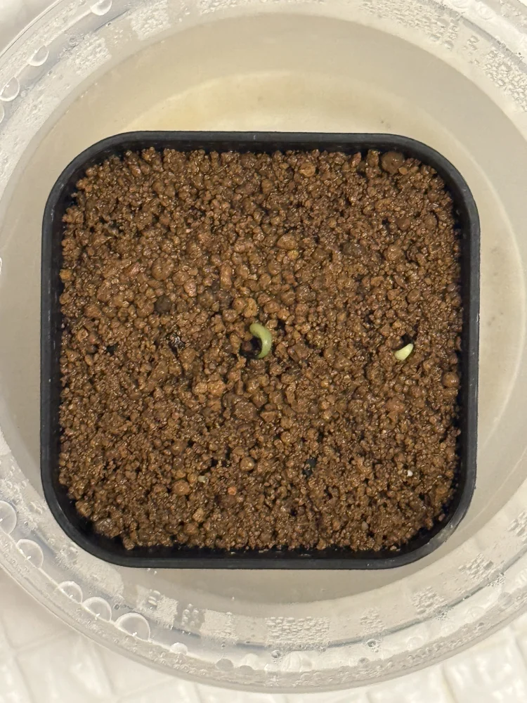 Agave oteroi Lot. (アガベ オテロイ)