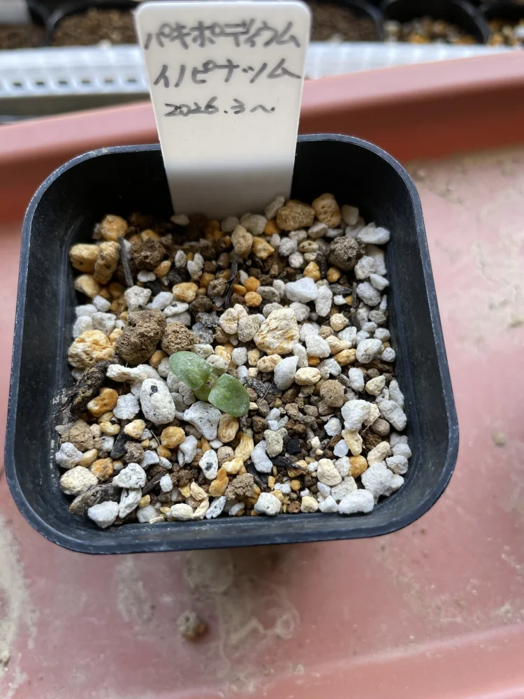 Pachypodium rosulatum var. inopinatum ([プレゼント種子 3月22日まで] パキポディウム イノピナツム)