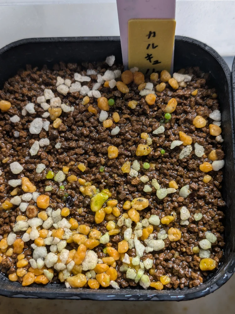 Conophytum calculus (コノフィツム カルキュルス 玉翡翠)
