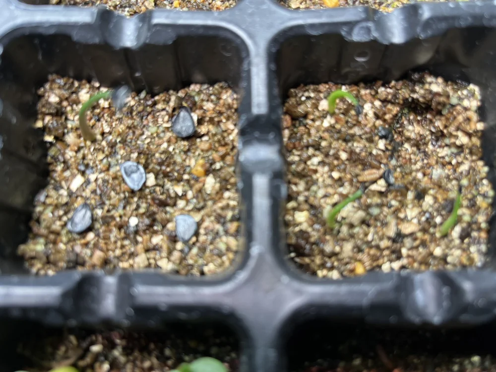 Agave horrida ssp. horrida (アガベ ホリダ)