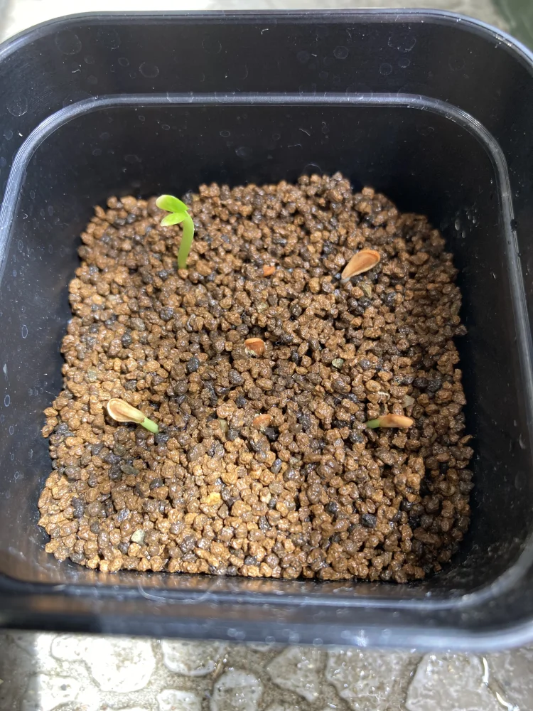 Pachypodium windsorii (パキポディウム ウィンゾリー)