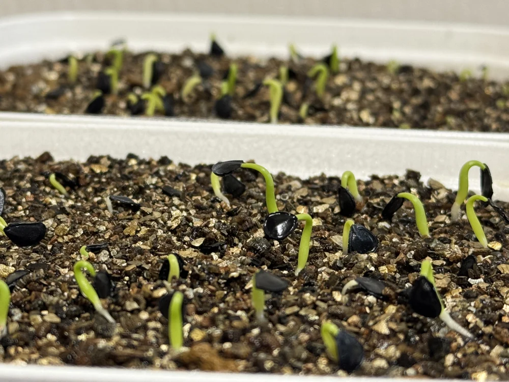 Agave parryi var. truncata (アガベ パリー トランカータ)