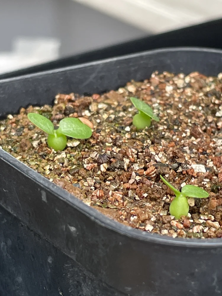 Pachypodium brevicaule ssp. brevicaule (パキポディウム ブレビカウレ 小粒)