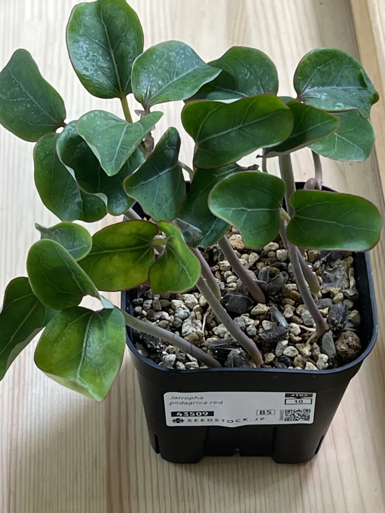 Jatropha podagrica red (ヤトロファ ポダグリカ レッド)