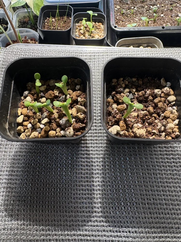 Euphorbia graniticola (ユーフォルビア グラニティコラ)