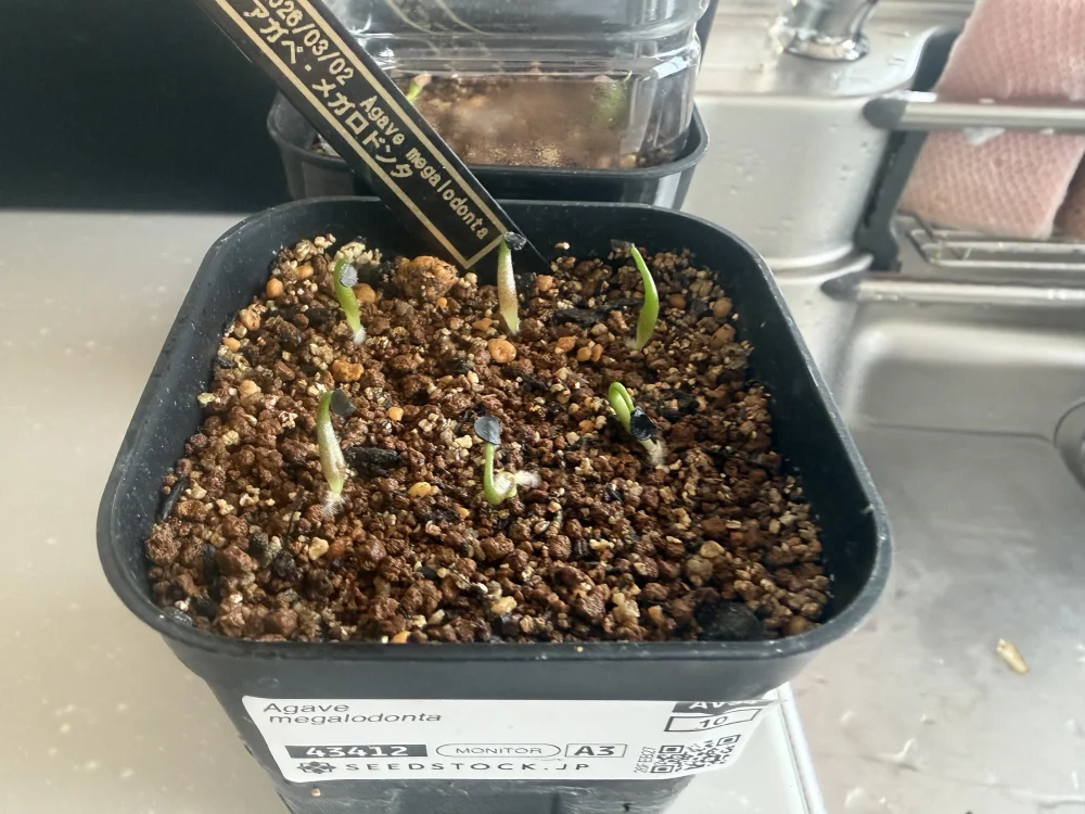 Agave megalodonta (アガベ メガロドンタ)