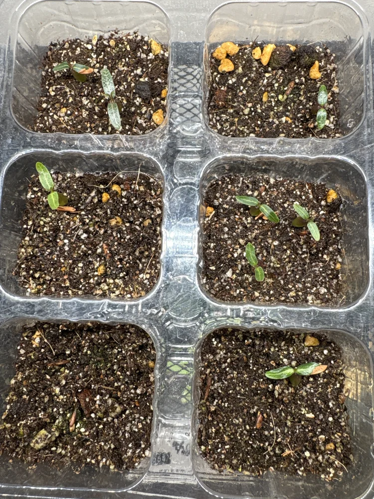 パキポディウム グラキリス Lot.2025H Pachypodium rosulatum var. gracilius Lot.2025H