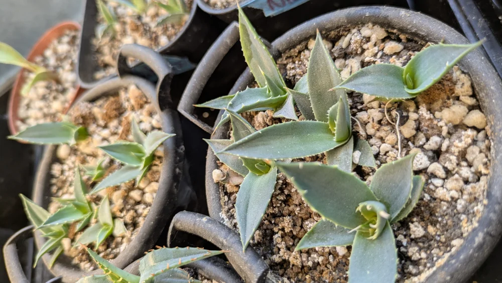 Agave parryi var. truncata (アガベ パリー トランカータ)