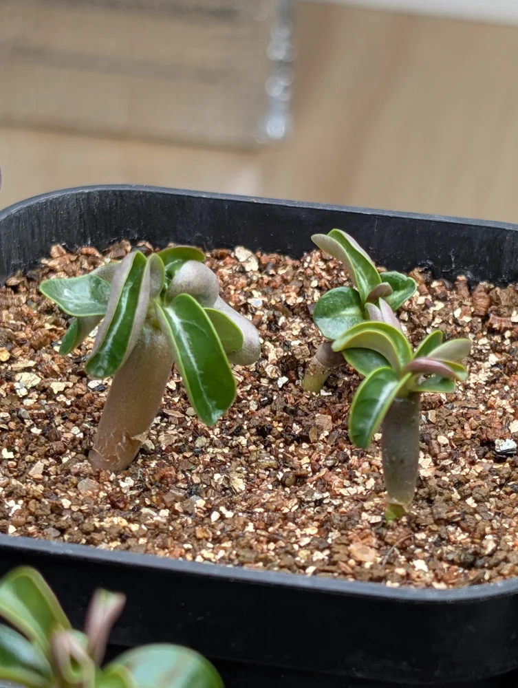 DHA Medusa Adenium DHA Medusa (アデニウム)