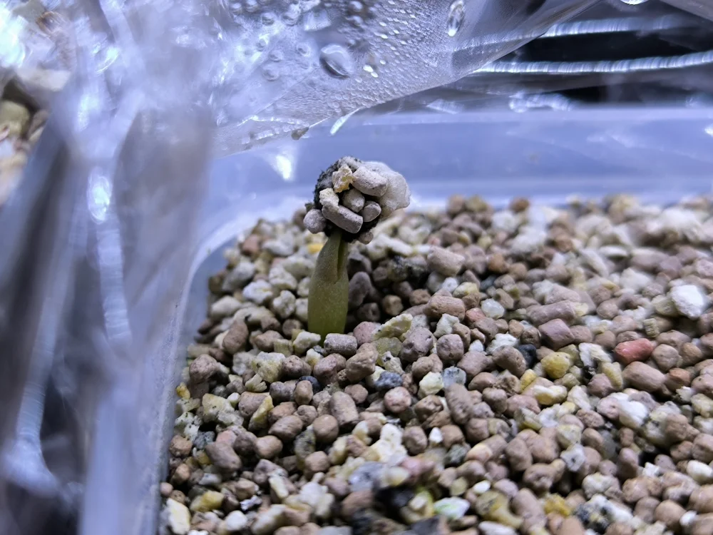 Tephrocactus geometricus (テフロカクタス ゲオメトリクス)