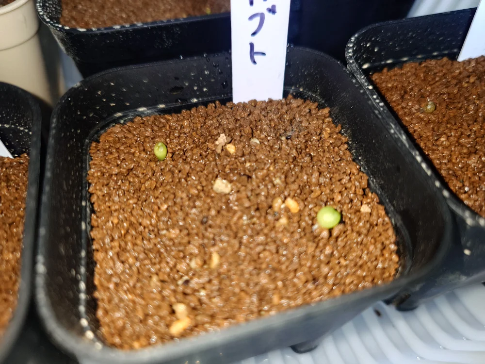 Astrophytum asterias var. nudum (アストロフィツム 瑠璃兜)