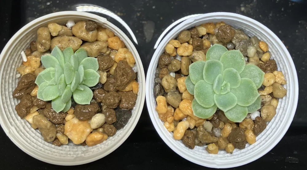 Echeveria elegans El Chico (エケベリア エレガンス エルチコ)