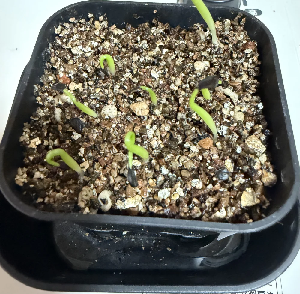 Agave ([プレゼント種子])