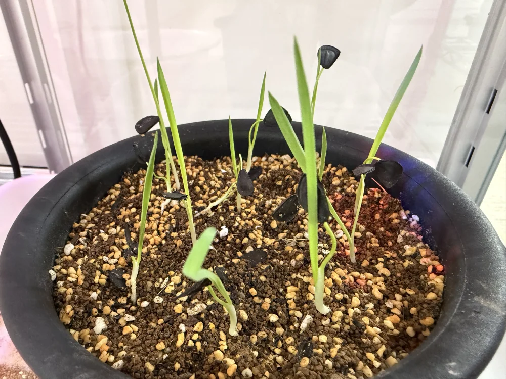 Yucca elata (ユッカ エラータ)