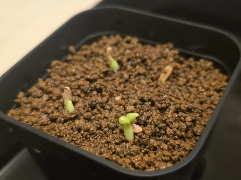 Pachypodium rosulatum var. gracilius Lot.2025DEC