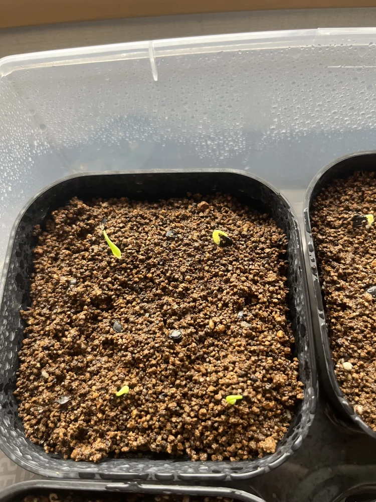 アガベ チタノタブルー Agave titanota Blue｜人気品種 初心者向け 発芽しやすい