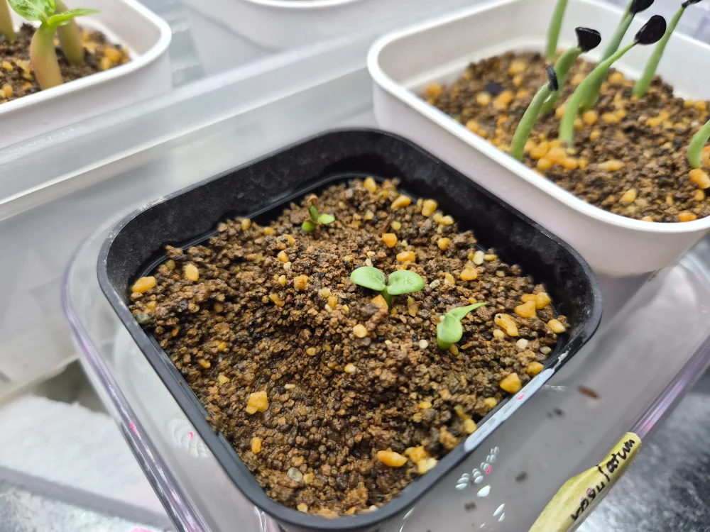 Pachypodium rosulatum var. inopinatum ([プレゼント種子 3月22日まで] パキポディウム イノピナツム)