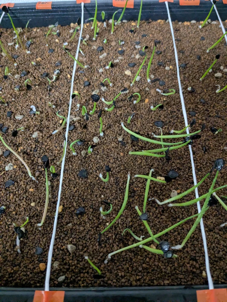 アガベ アプラナータ Agave applanata 孫悟空｜耐寒性 輸入種子 初心者向け