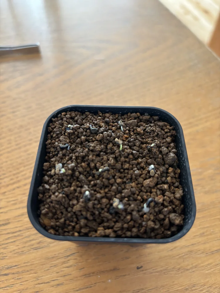 Agave utahensis var. eborispina 'Vegas' (アガベ エボリスピナ ヴェガス)