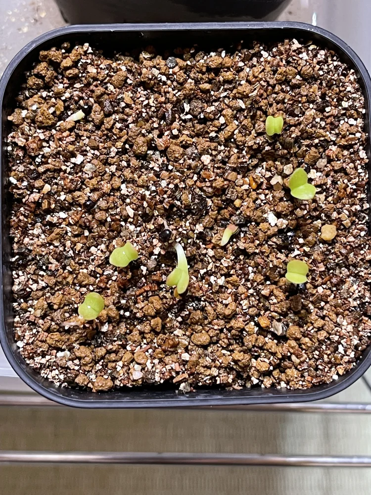 Pilosocereus chrysacanthus (ピロソケレウス クリサカンサス)