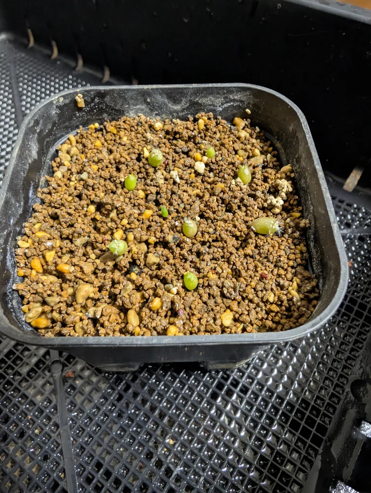 Echinocactus grusonii  albispinus (エキノカクタス グルソニー アルビスピナス)