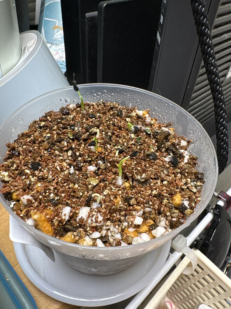 Agave utahensis var. eborispina (アガベ エボリスピナ)